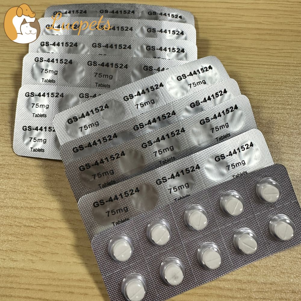 GS-441524 Tablets Exporter: What Buyers Need to Know Before Sourcing